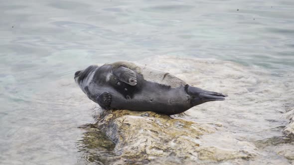 Seal Relaxes on the Rock in