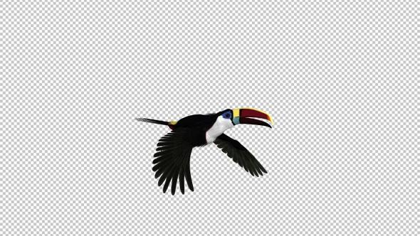 Toucan - I - White Throated - Flying Transition 3 - Side View CU