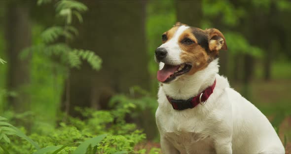 Jack Russell Terrier Resting in Clearing in the Woods alt