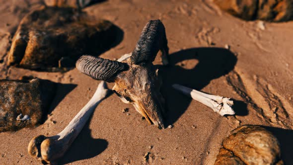 Ram Skull at Sand Beach alt