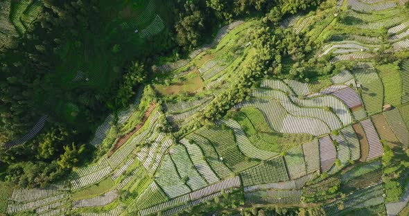 drone flies over a mountain slope completely terraced with plantations in Central Java Indonesia wid alt