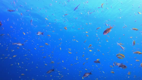 Underwater Blue Sea Water Orange Fish alt