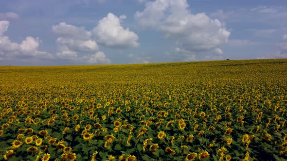 Aerial Drone View Flight Over Field with Ripe Sunflower Heads alt