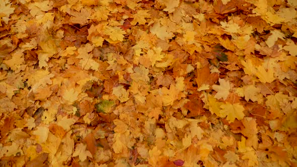 Nature in Fall. Fallen Leaves of Maple Tree. Walking in the Forest or Park in Autumn. Background of