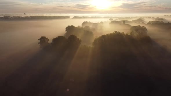 Morning Sun and Tree Shadows in the Fog. Drone Over the Morning Fog. alt