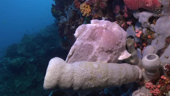 White Giant Frogfish (Antennarius commerson) sitting on grey sponge on colorful coral reef alt