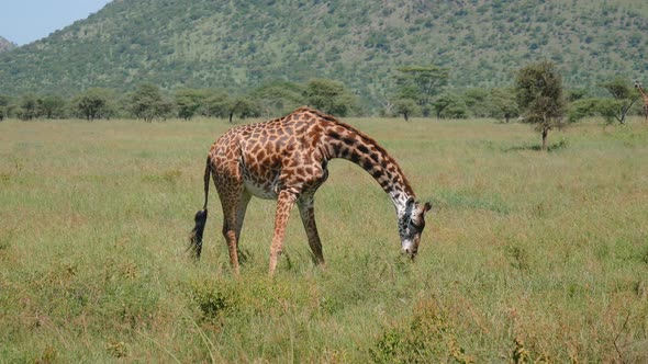 Wild Giraffe In Grassland Eating Grass Stretching Its Front Legs Out To Sides alt