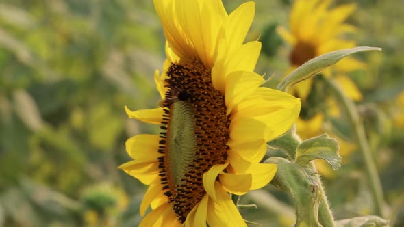 A Honey bee collecting nectar and pollen from sunflower close-up footage