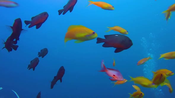 Blue background with Colorful Fishes, Stock Footage | VideoHive