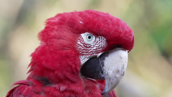 Pretty red colored Ara Chloropterus Macaw in jungle looking at camera,macro view alt