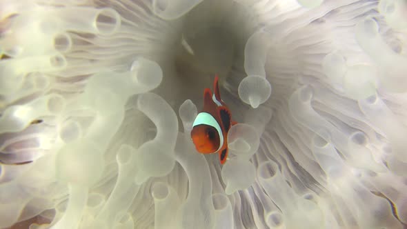 Clown fish swimming white anemone which lost it's color due coral bleaching. alt