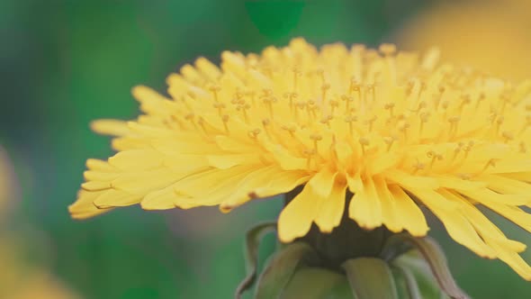 Dolly Sideways Footage of a Beautiful Yellow Dandelion Flower