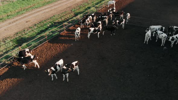 Huge Factory Farm in Preparing To Ship Cattle Livestock Offshore. Cow Factory Farms. Cows From a alt