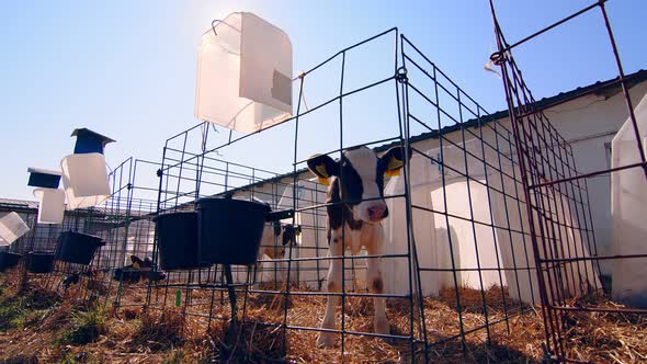 Livestock Farm. Little Calf on the Farm. Nursery with Small Calves on a Dairy Farm. A Little Calf alt