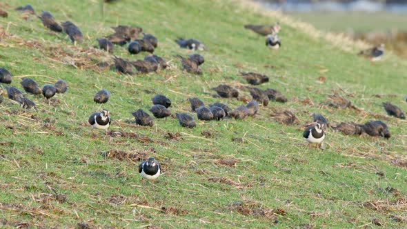 Flock of Starlings on a uplands pasture at wintertime, feeding on earthworms and grubs along with La alt