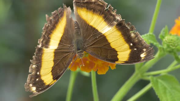 Extreme macro of showing beautiful pattern of monarch butterfly wings in sunlight alt