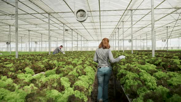 Female Agronomist Walking in a Greenhouse Checking Growing Green Salad alt