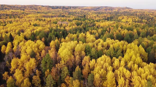 Aerial Video of a Drone in the Autumn Forest at Sunny Day. The Drone Moves Forward at a High