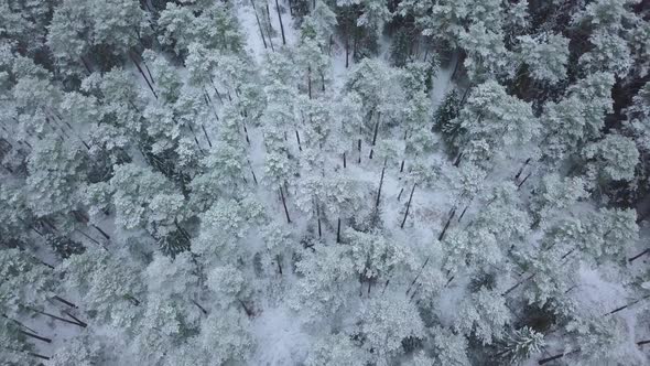 Winter forest nature snow-covered winter trees landscape view from air. alt