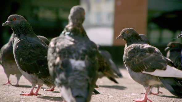 CLOSEUP - pigeons on the street alt