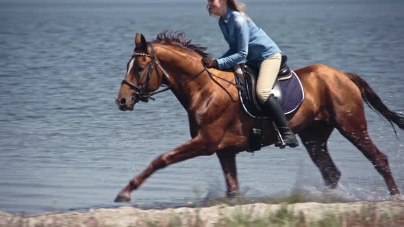 Majestic Russian Don Horse Galloping on Lake alt