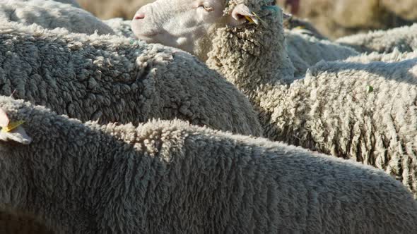 Farm Sheep Pass By Camera Close Up