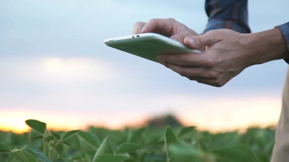Male Farmer Agronomist Examining Soybean Plants Cultivated Field