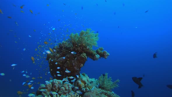 Marine Life Fish Scene alt