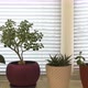Home plants growing on the windowsill. - VideoHive Item for Sale