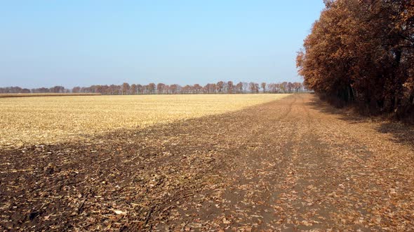 Brown Dry Tree Leaves Fall on Yellow Field After Harvest on a Sunny Autumn Day alt