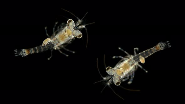 Mizida Shrimp and the Parasitic Isopoda Larva Under a Microscope, at the Stage of Kryptonium alt