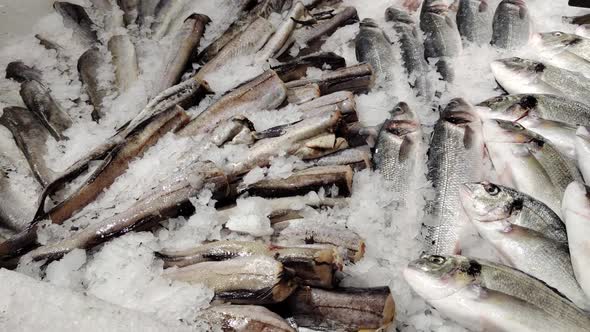 Frozen Fresh Fish on Ice Closeup