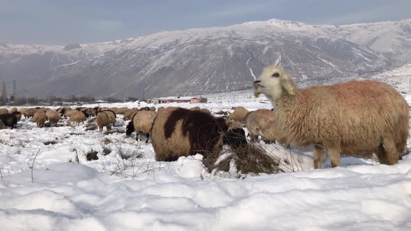 Sheep Grazing In Field In Winter alt