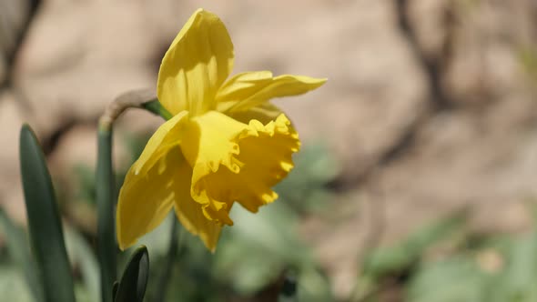 Shallow DOF lonely flower Narcissus  petals and stamen 4K 2160p 30fps UltraHD footage - First  sign  alt