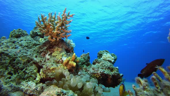 Anemone Fish Underwater