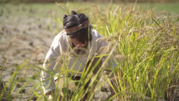woman harvesting rice alt