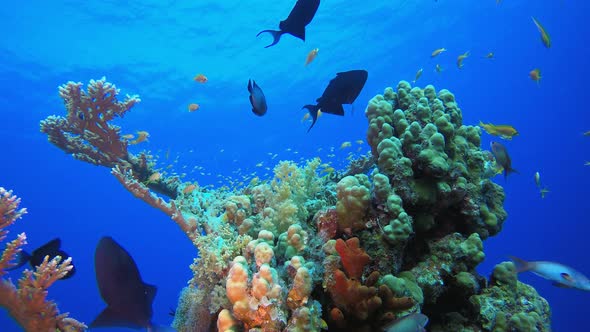 Coral Reef Undersea alt