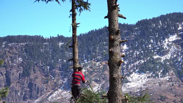 A Asian Man Cutting Tree Branches of Evergreen Tree Depicting Deforestation and Climate Change alt