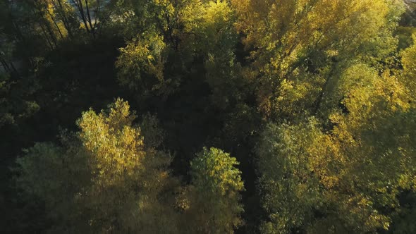 Flight Over Autumn Forest on Island Close-up Shot alt