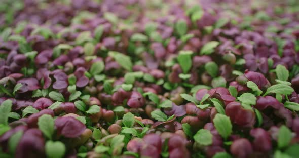Footage of Growed Colorfull Radish Microgreens Vertical Farming Greens Vitaminized Superfood Home alt