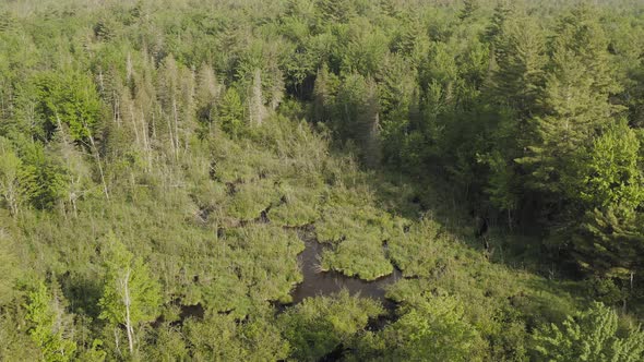 Outdoor aerial view flying over dense forestry lush wilderness alt