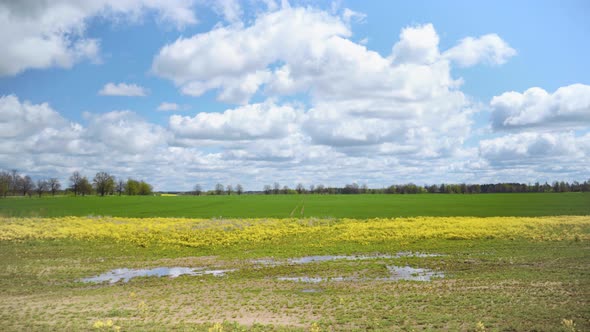 Rapeseed field near a rural road in spring