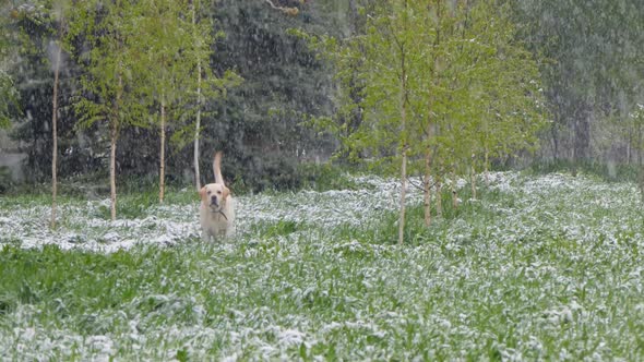 The Dog Walks Through the Spring Park in Which It Snows