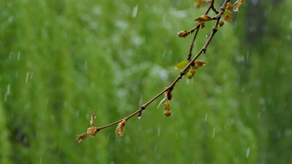 Snow Falls on a Branch with Young Buds