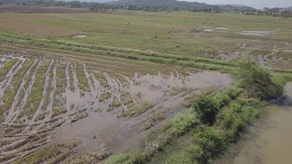  Aerial footage of buffaloes grazing in rice paddy fields and flying egrets. Langkawi, Malaysia
