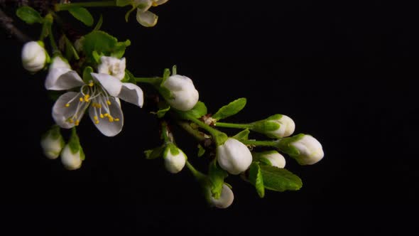 Flowering Branches on a Black Background alt