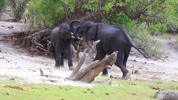 Two African Bush Elephants grapple for dominance on the Chobe River alt