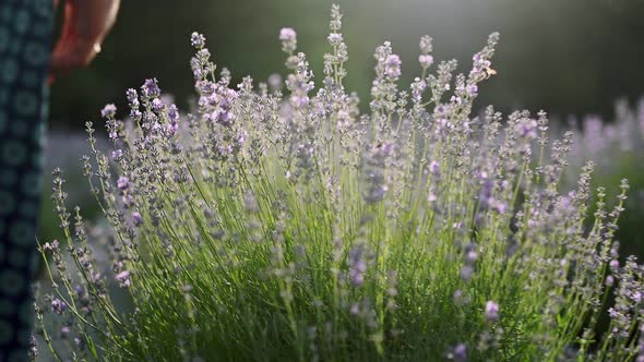 Closeup of Woman's Hand Running Through Lavender Field Girl's Hand Touching Purple Lavender Flowers alt