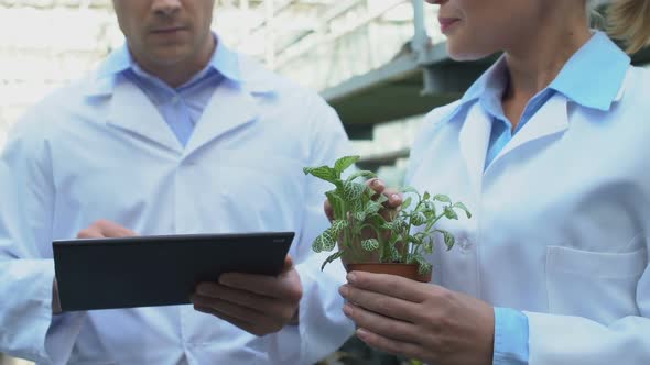 Agriculture Specialists Analyzing Growing Plant Typing Information on Tablet