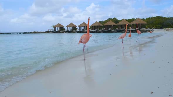 Aruba Beach with Pink Flamingos at the Beach Flamingo at the Beach in Aruba Island Caribbean alt